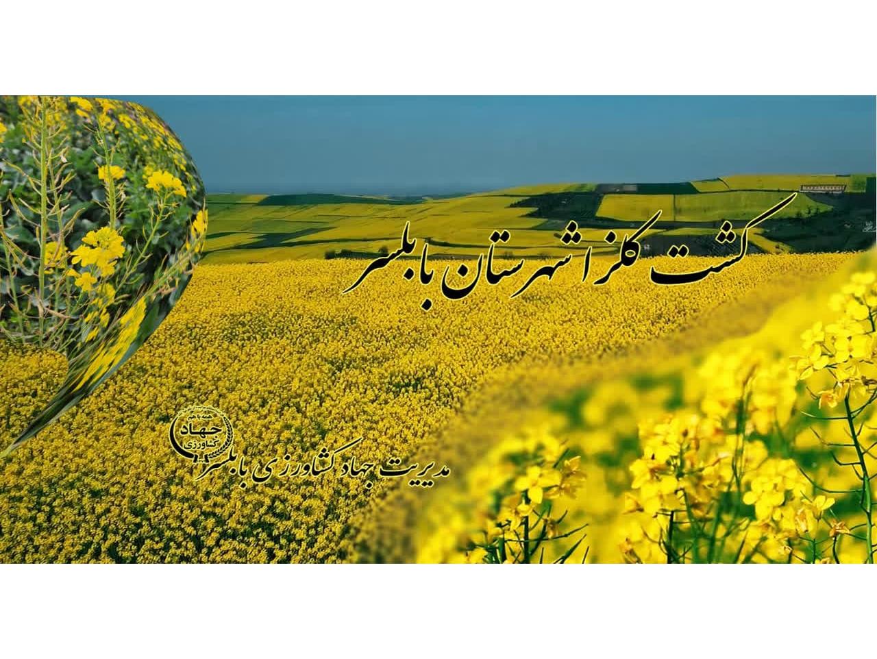 تولید 218 تن کلزا در بابلسر